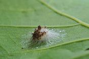 strekspin eicocon (Tetragnatha montana) 6-2012 9258